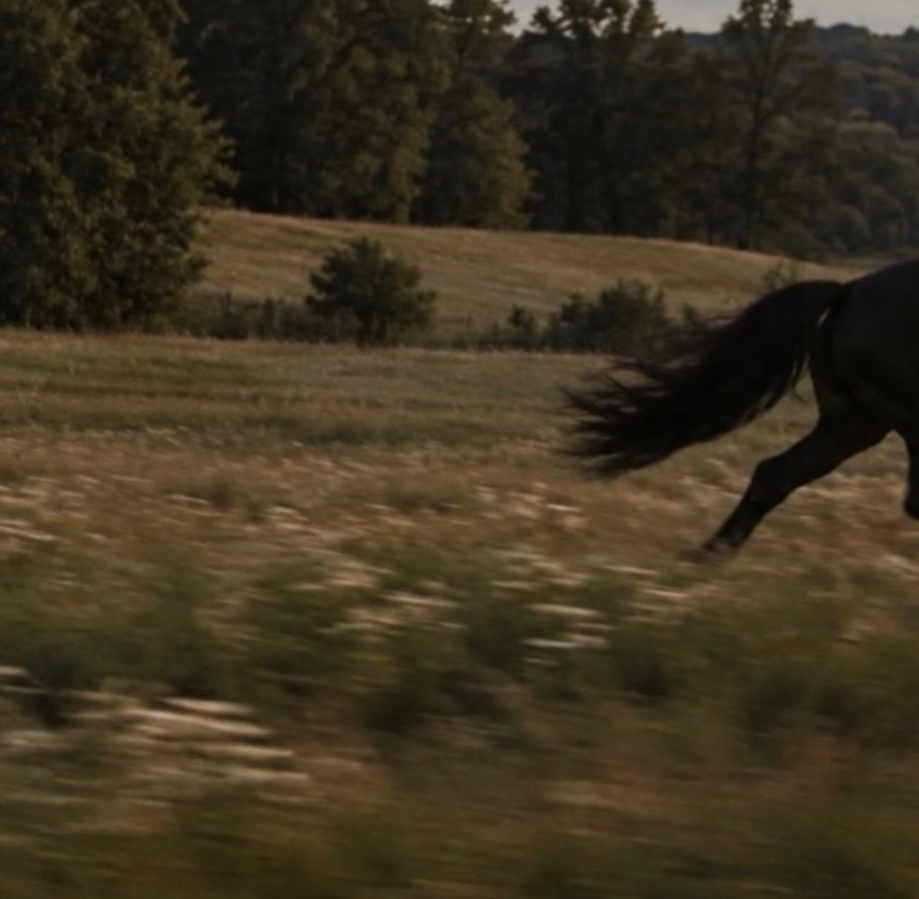 Horse running through the field